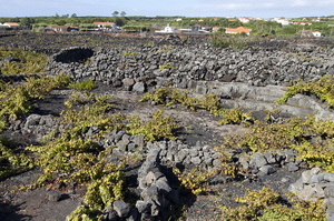 Vignobles de Pico (11753 visits) Ile de Pico Vignobles de Pico