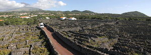 Vignobles de Pico (7379 visits) Ile de Pico Vignobles de Pico
