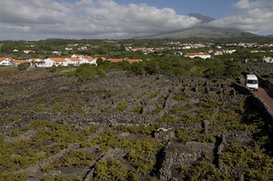 Vignobles de Pico (11784 visits) Ile de Pico Vignobles de Pico