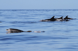 Grands dauphins (13140 visits) Ile de Pico Grands dauphins