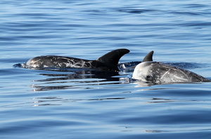 Dauphins de Risso (13071 visits) Ile de Pico Dauphins de Risso