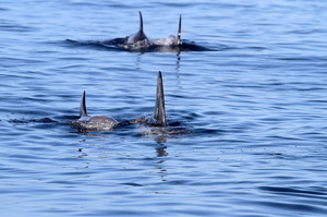 Dauphins de Risso (13247 visits) Ile de Pico Dauphins de Risso