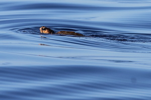 Tortue Caouanne (13984 visits) Tortue Caouanne Tortue Caouanne