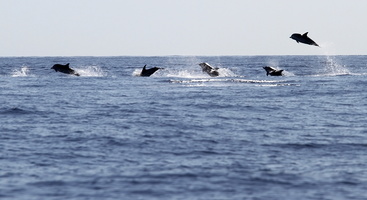Dauphins bleu et blanc