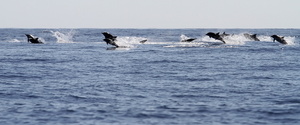 Dauphins bleu et blanc (13337 visits) Ile de Pico Dauphins bleu et blanc
