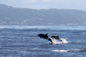 Dauphins bleu et blanc (13421 visits) Ile de Pico Dauphins bleu et blanc