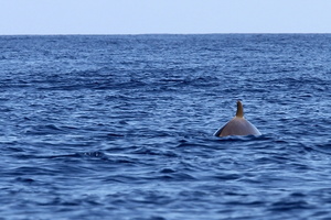 Baleine à bec de Sowerby