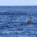 Baleine à bec de Sowerby