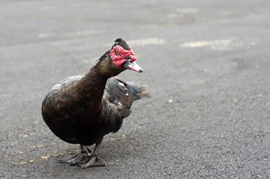 Canard de Barbarie (14045 visits) Ile de Pico Canard de Barbarie