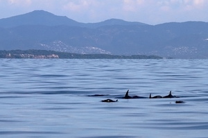 Grands dauphins (8280 visits) Grands dauphins