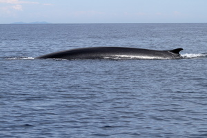 Rorqual commun