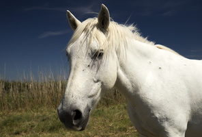 Camarguais (12746 visits) Camarguais