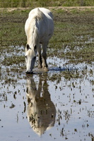 Cheval camarguais (12905 visits) Cheval camarguais