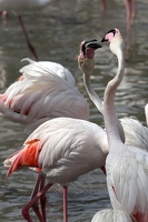 Flamand Rose (11181 visits) Flamand Rose