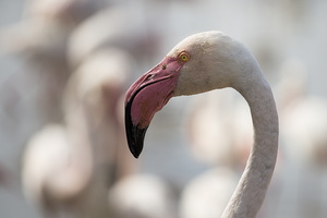 Flamand Rose
