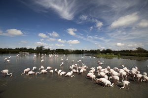 Flamands Roses (11550 visits) Flamands Roses