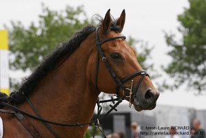 Neuf des Coeurs (11599 visits) Neuf des Coeurs - SF par Nidor Platiere - CICO 3* Aachen 2011 Neuf des Coeurs