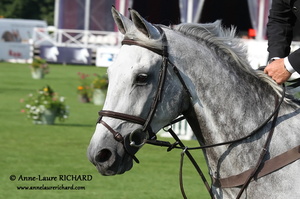 Nick SKELTON & Carlo 273 (GBR) (47483 visits) NICK SKELTON ET CARLO 273 - HOLST par Contender x Cascavelle - GRAND PRIX GLOBAL CHAMPIONS TOUR EADS... Nick SKELTON & Carlo 273 (GBR)