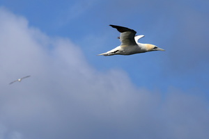 Fou de Bassan (12706 visits) Fous de Bassan
Réserve naturelle des Sept Iles
Bretagne - Août 2017 Fou de Bassan