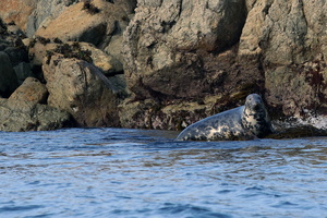 Phoque gris (10239 visits) Phoque gris
Réserve naturelle des Sept-Iles
Bretagne - Août 2017 Phoque gris
