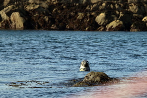 Phoque gris (10272 visits) Phoque gris
Réserve naturelle des Sept-Iles
Bretagne - Août 2017 Phoque gris