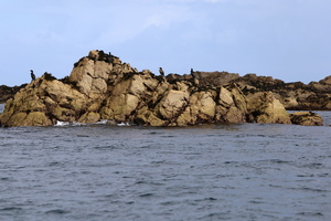 Cormorans (11033 visits)
Bretagne - Août 2017
Cormorans
