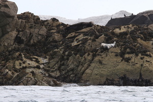 Phoque gris (10401 visits) Phoque gris
Réserve naturelle des Sept-Iles
Bretagne - Août 2017 Phoque gris