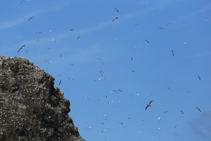 Fous de Bassan (10920 visits) Fous de Bassan
Réserve naturelle des Sept Iles
Bretagne - Août 2017 Fous de Bassan