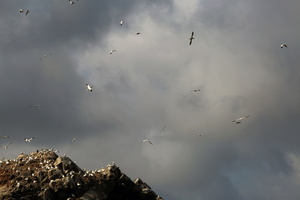 Fous de Bassan (10756 visits)
Fous de Bassan Réserve naturelle des Sept Iles Bretagne - Août 2017
Fous de Bassan