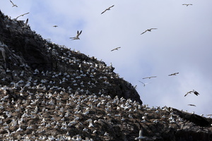 Fous de Bassan (12080 visits) Fous de Bassan
Réserve naturelle des Sept Iles
Bretagne - Août 2017 Fous de Bassan