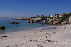 Manchots du Cap, Boulders Beach (9185 visits) Manchots du Cap, Boulders Beach