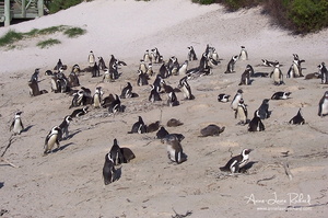 Manchots du Cap, Boulders Beach (10529 visits) Manchots du Cap, Boulders Beach