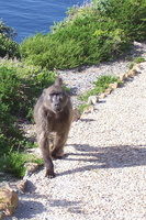 Cape Point (8676 visits) Cape Point