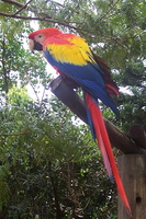 (135)perroquet
