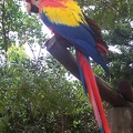 (135)perroquet