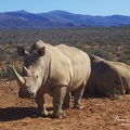 (175)safari-rhinos.jpg