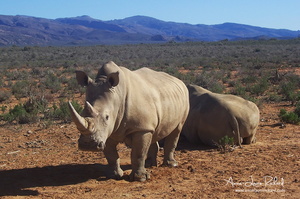 Rhinocéros (10060 visits) Rhinocéros