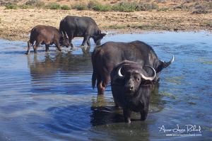 Buffles (10392 visits) Buffles