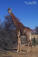 Girafe (9113 visits) Girafe