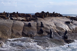 Seal Island (9185 visits) Seal Island