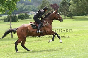 Didier DHENNIN - Must des Sureaux (46067 visits) DIDIER DHENNIN ET MUST DES SUREAUX - SFA par Stew Boy x Alibi A - Grand National CCE Vittel 2010 Didier DHENNIN - Must des Sureaux