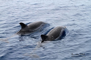 Dauphins bleus et blancs (5105 visits) Dauphins bleus et blancs
