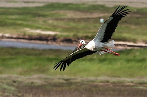 Cigogne (5103 visits) Cigogne