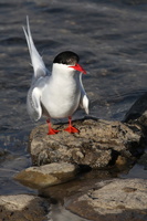 Sterne arctique
