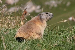 Marmotte (4907 visits) Marmotte