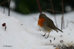Rouge gorge (4956 visits) Rouge gorge