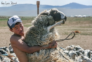 Tonte des moutons
