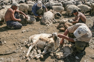 Tonte des moutons