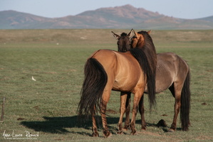 Chevaux
