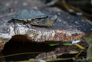 Tortue cistude d'Europe (85915 visits) Tortue cistude d'Europe